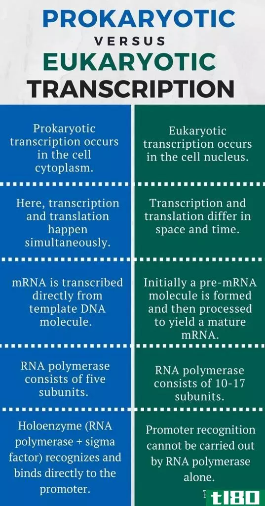 原核生物(prokaryotic)和真核转录(eukaryotic transcription)的区别