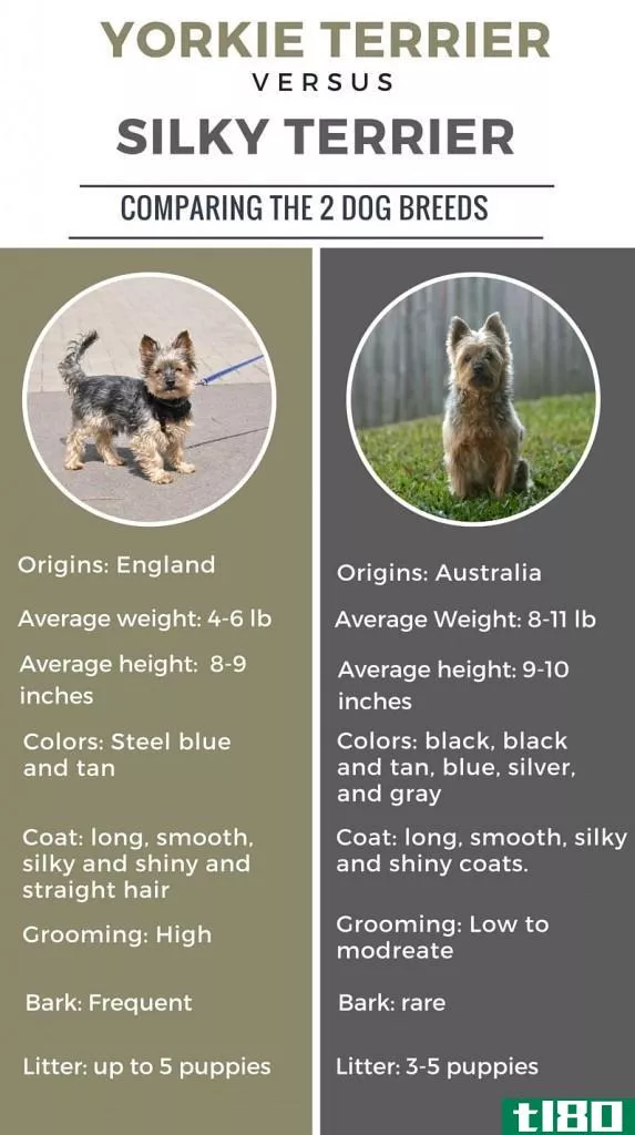 约基(yorkie)和丝毛梗(silky terrier)的区别
