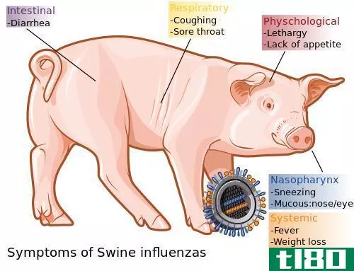 禽流感(bird flu)和猪流感(swine flu)的区别