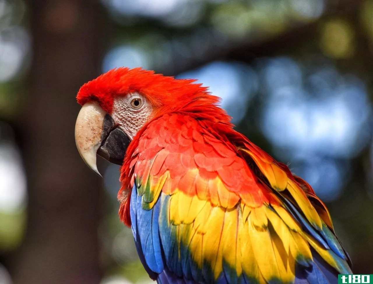 鹦鹉(parrot)和金刚鹦鹉(macaw)的区别