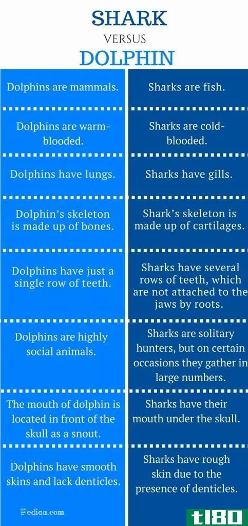鲨鱼(shark)和海豚(dolphin)的区别