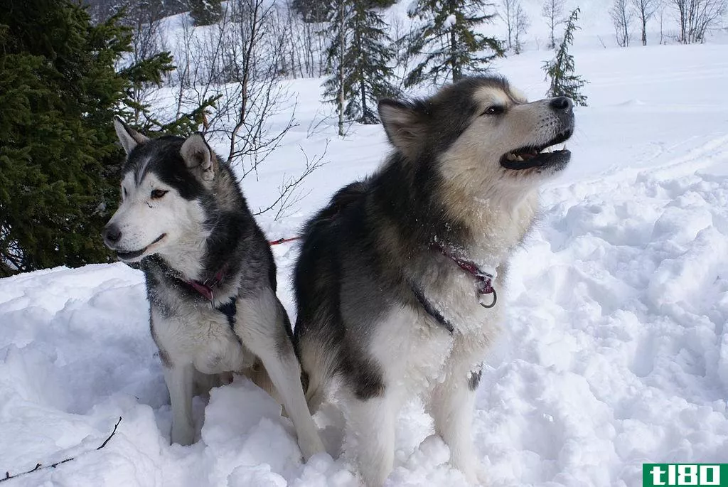 Difference between Alaskan Malamute and Siberian Husky 