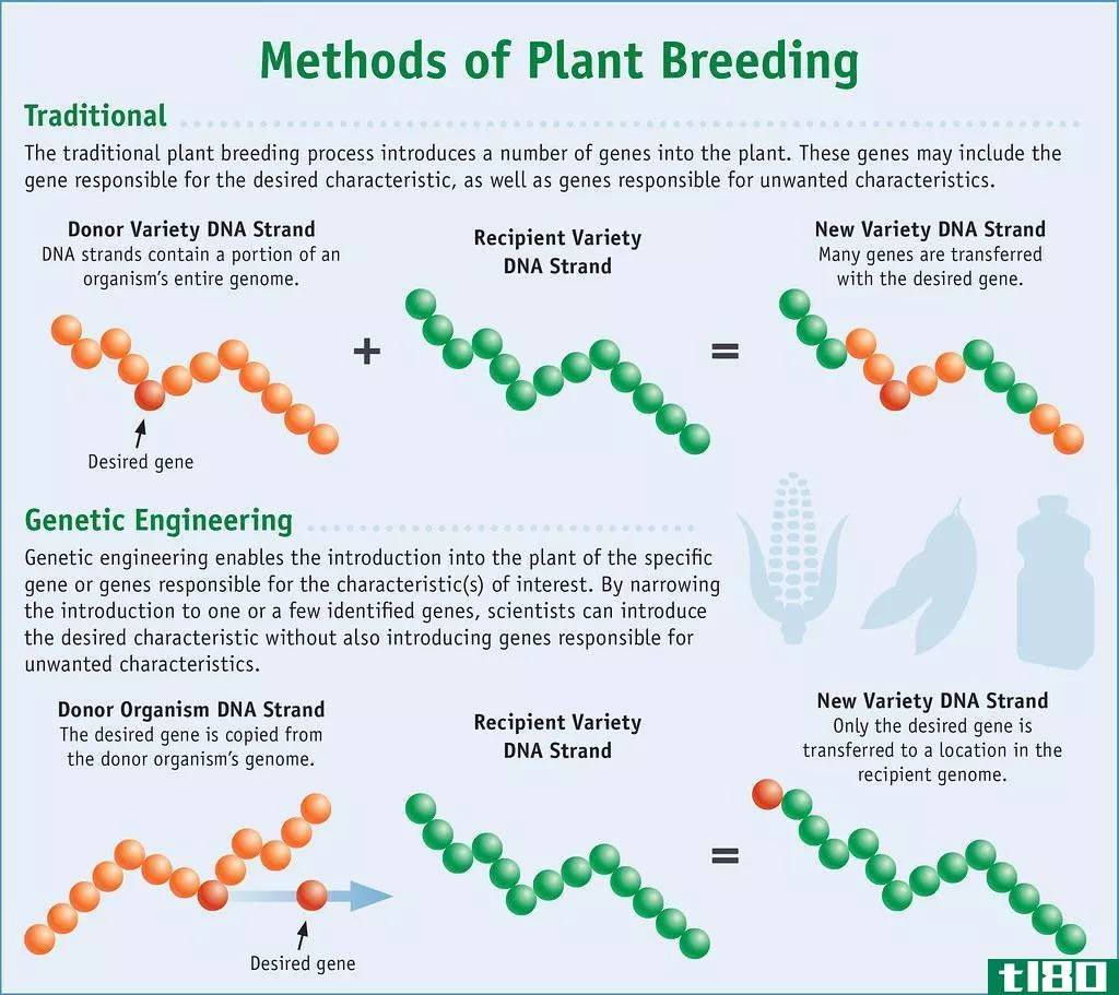 传统文化的差异(difference b etween traditional)和现代生物技术(modern biotech)的区别