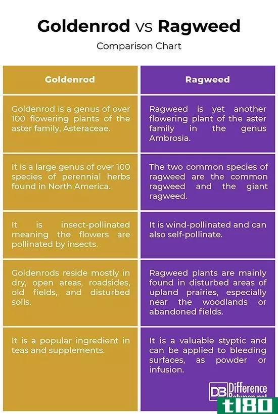 黄花(goldenrod)和豚草(ragweed)的区别