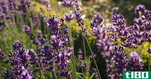 薰衣草(lavender)和丁香花(lilac)的区别