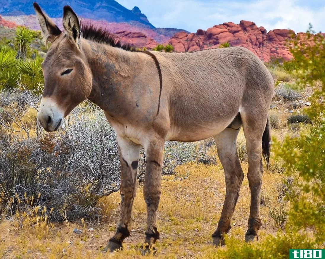 驴子(a donkey)和驴子(a burro)的区别