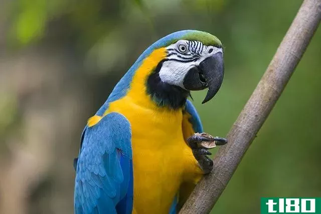 鹦鹉(parrot)和金刚鹦鹉(macaw)的区别