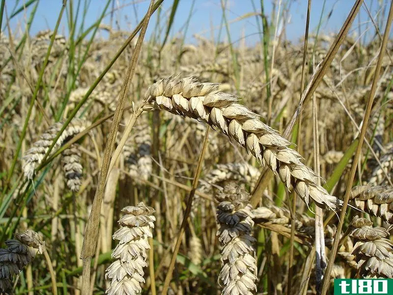 小麦(wheat)和大麦(barley)的区别