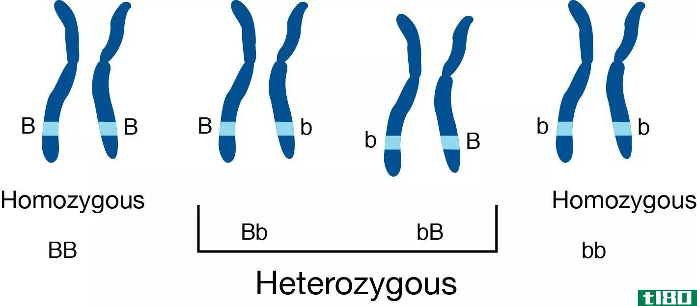 纯合子(homozygous)和杂合子(heterozygous)的区别