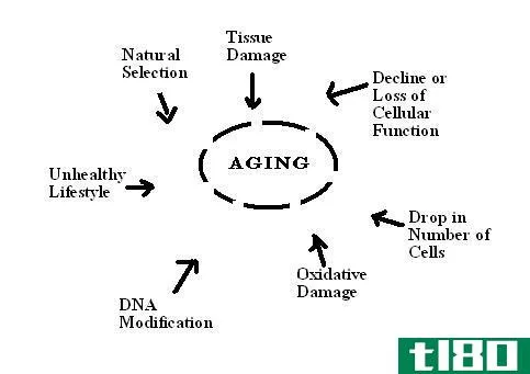 正常老化(normal aging)和痴呆(dementia)的区别