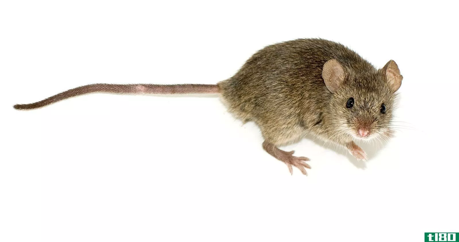 老鼠屎(mouse poop)和老鼠屎(rat poop)的区别