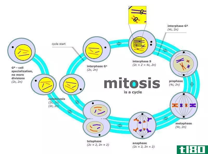 有丝分裂(mitosis)和胞质分裂(cytokinesis)的区别