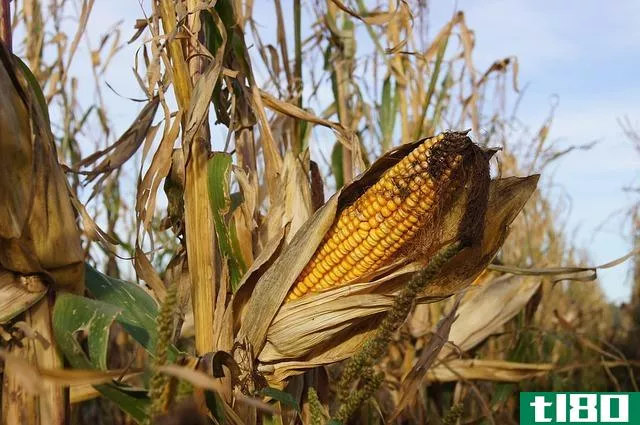 玉米(maize)和玉米(corn)的区别