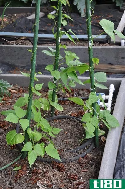 扁豆(pole beans)和灌木豆(bush beans)的区别