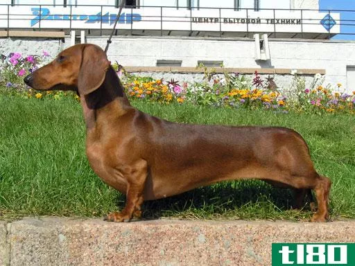 腊肠犬(dachshund)和小型腊肠(miniature dachshund)的区别