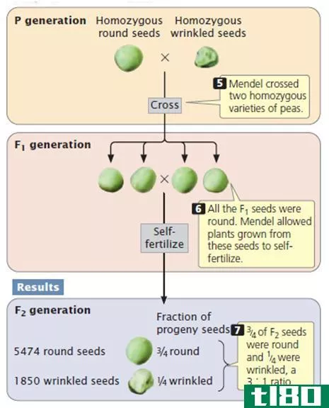 主导(dominant)和隐性等位基因(recessive alleles)的区别