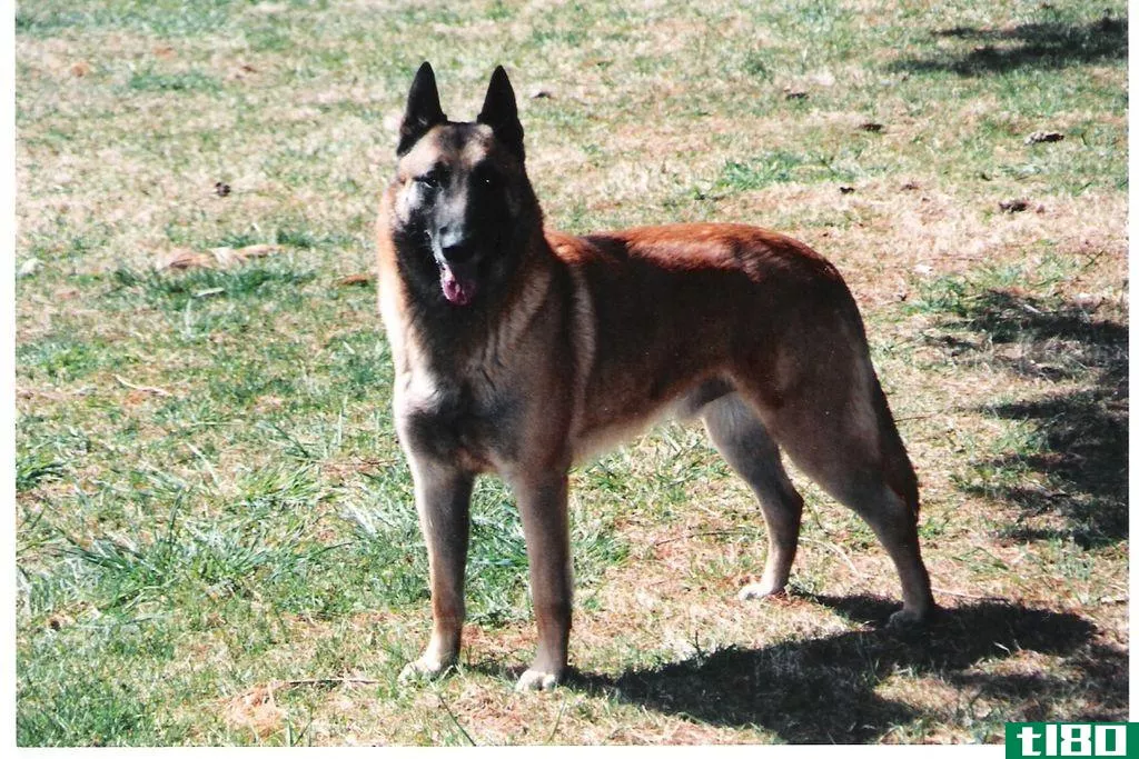 德国牧羊犬(german shepherd)和比利时马利诺(belgian malinois)的区别