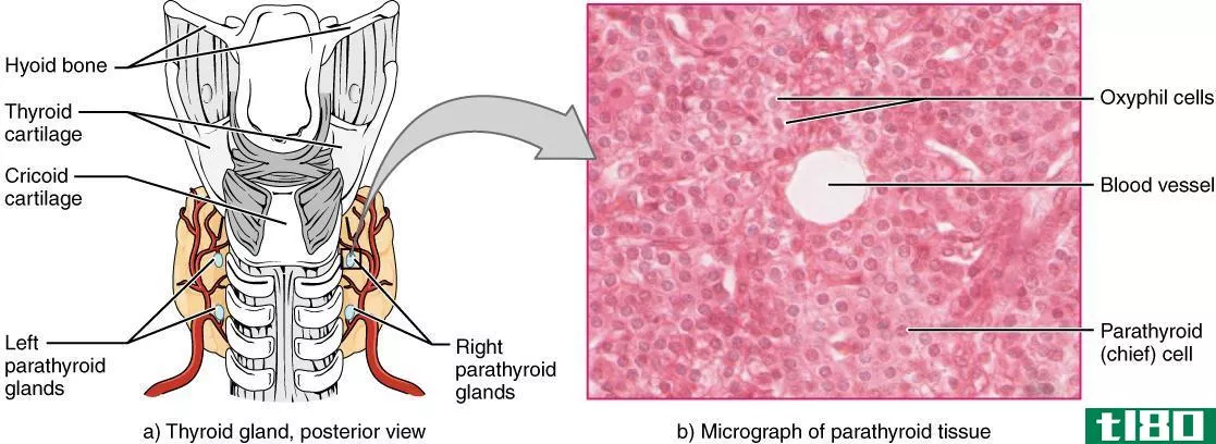 甲状腺(thyroid)和甲状旁腺(parathyroid)的区别